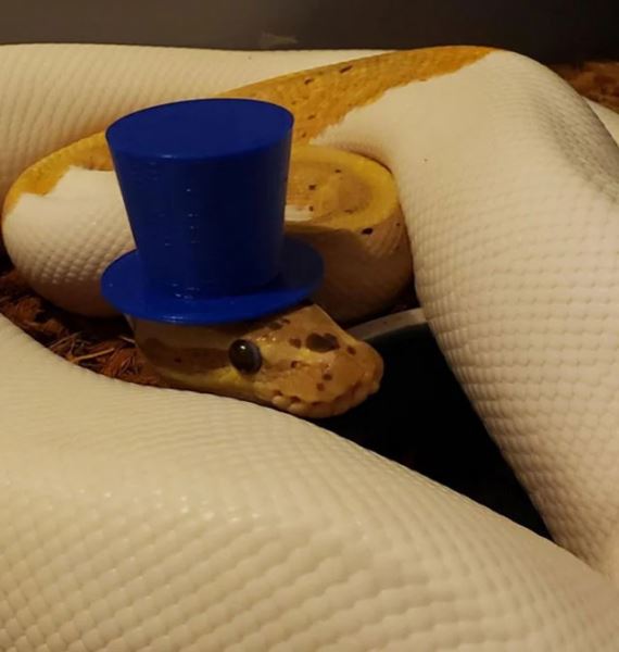 Оказывается, змеи в головных уборах такие очаровашки! (30 фото)