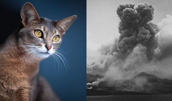 5 животных, которые предсказывают стихийные бедствия