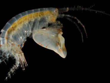 Крошечные ракообразные делают самые быстрые зацикленные движения среди морских животных