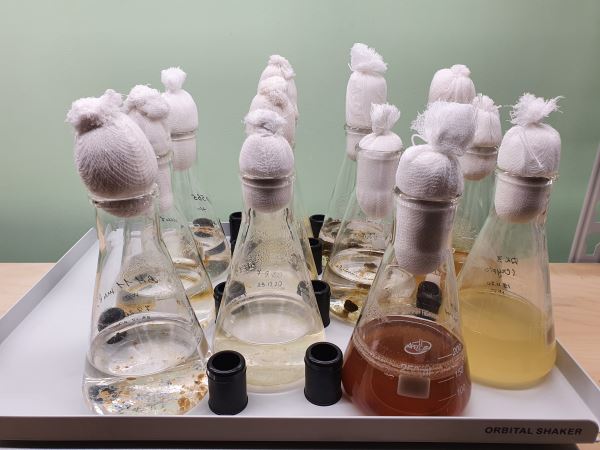 Создана новая коллекция водорослей - поставщиков полезных веществ