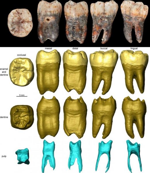 Неандертальцы создавали орудия труда по той же технологии, что и Homo sapiens