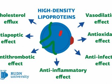 Роль липопротеинов в развитии сердечно-сосудистых заболеваний