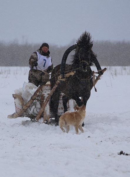Хранители мезенских лошадей Русского Севера