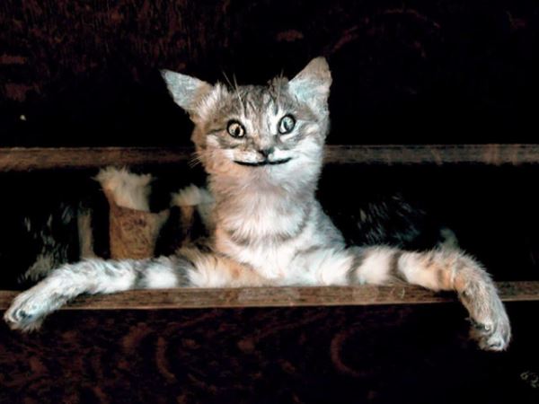 23 фотографии кошек, попавших в руки упоротых таксидермистов