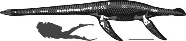 Новый плезиозавр из нижнего мела Ульяновского Поволжья